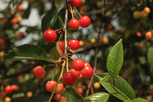 Červené bobule třešně na větvi v letním sadu na rozmazaném pozadí zelených listů, zblízka. Selektivní zaměření. — Stock fotografie