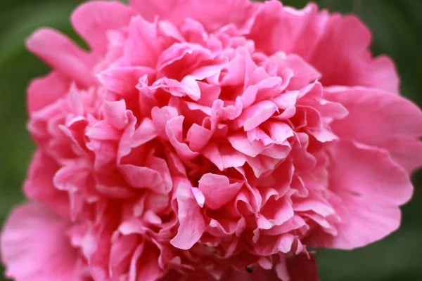 Söt och härlig pion. många lager kronblad. Gäng blek rosa pioner blommor ljus grå bakgrund. Tapeter — Stockfoto