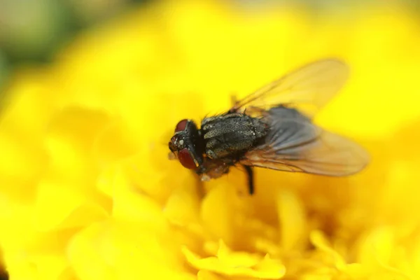 Черная муха на желтом цветке крупным планом — стоковое фото