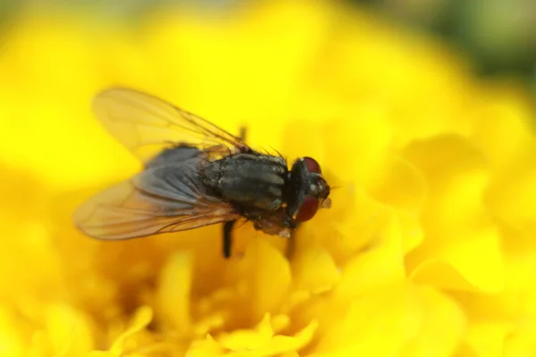Sarı bir çiçek üzerinde siyah sinek yakın — Stok fotoğraf