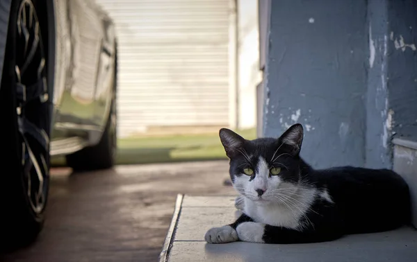 Kediler yazın şehirde Tel Aviv 
