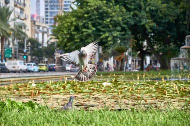 Tel Aviv İsrail sokağı.