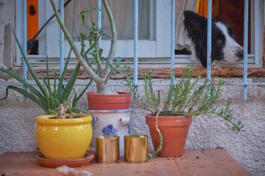 Tel Aviv İsrail sokakları