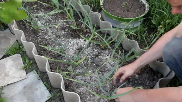 Άνθρωπος Αγρότης Πότισμα Αποξηραμένο Έδαφος Στο Οποίο Αναπτύσσεται Σκόρδο — Αρχείο Βίντεο