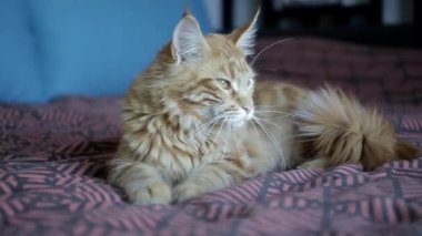 büyük kırmızı kedi doğurmak Maine Coon renkli battaniye var yalan ve o zaman goes