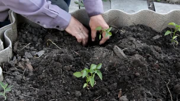 Male Hands Plant Seedlings Ground Close — Stock Video