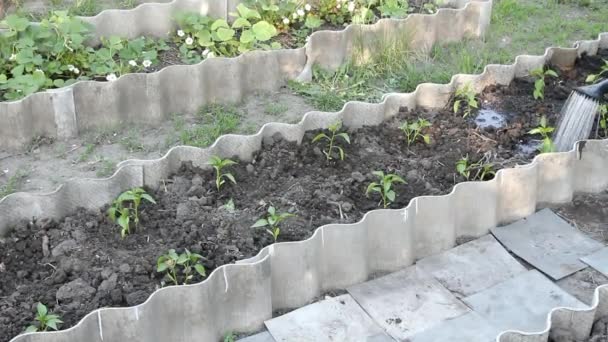 Regar Plántulas Una Regadera Verde — Vídeo de stock