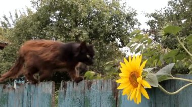 kahverengi, ince sıska kedi eski tellere tırmanıyor