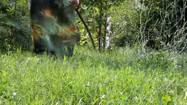 A girl in a long dress is walking along the grass and behind her there is a stray dog — Stock Video