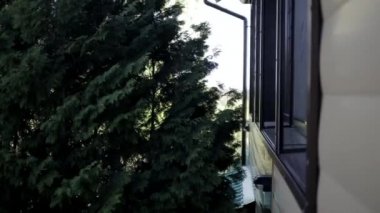 Ev windows büyüyen yüksek köknar ağacı