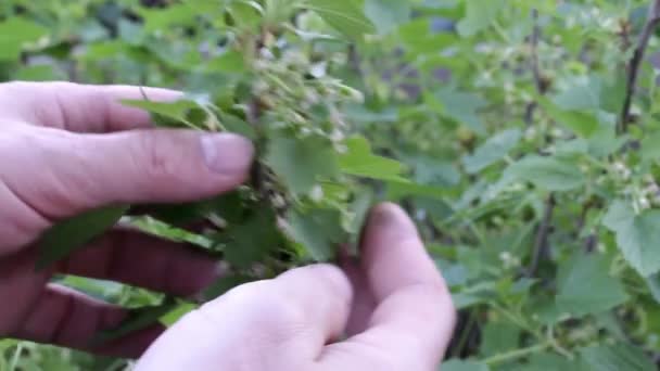 Mannelijke Boer Raakt Een Tak Van Een Bloei Bessen Close — Stockvideo