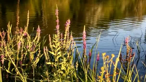 Uomo Europeo Entra Acqua Inizia Nuotare — Video Stock