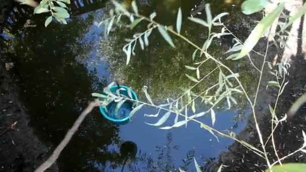 一个拿着蓝色水桶的人从天然池塘里得到水 — 图库视频影像