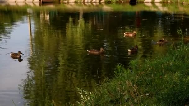 canards sauvages nageant dans un étang par une journée ensoleillée 