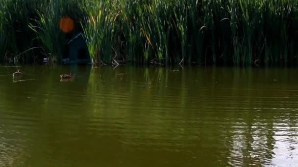 Zwei Wildenten Schwimmen Einem Teich Der Nähe Von Hohem Schilf — Stockvideo