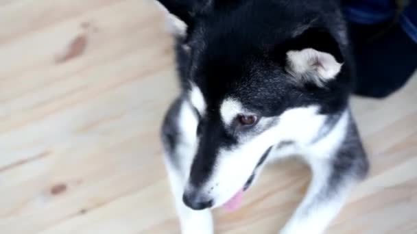Büyük Bir Siyah Beyaz Köpek Sahibi Bacaklar Yatıyor — Stok video
