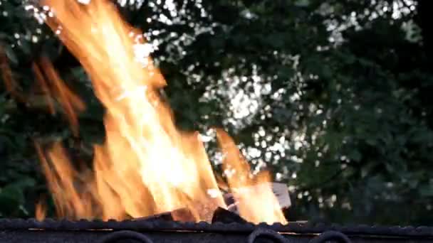 Φωτιά Καίει Λαμπρά Ένα Μαγκάλι Κοντά Ένα Μεγάλο Δέντρο — Αρχείο Βίντεο