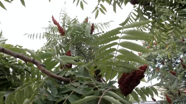 風に揺れる濃い大きな花の低木のギザギザの葉 — ストック動画