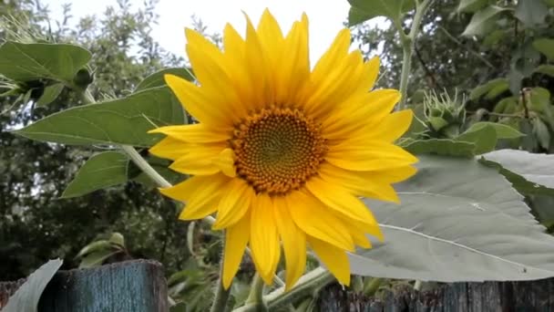 Sonnenblume Wiegt Sich Wind Großaufnahme — Stockvideo