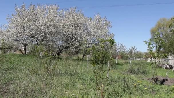 Jonge Abrikoos Bomen Zwaaien Tuin Met Bloeiende Bomen — Stockvideo