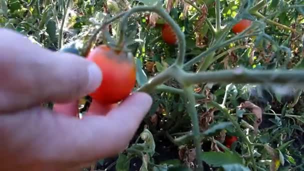 Mano Uomo Raccoglie Piccolo Pomodoro Cespuglio Piano Vicino — Video Stock