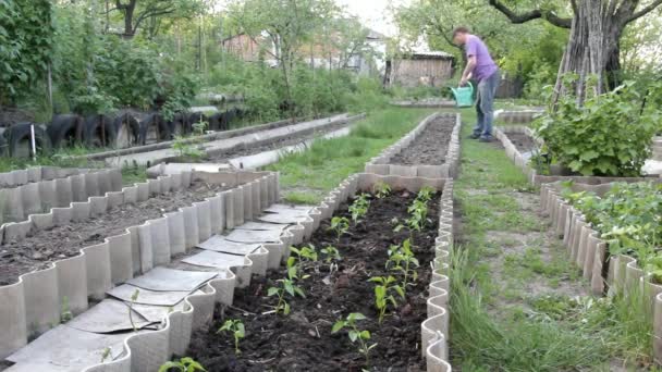 Male Farmer Lilac Shirt Jeans Comes Heavy Watering Can Garden — Stock Video