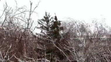 karlı yapraklı ve iğne yapraklı ağaçların tepesine viraj güçlü rüzgar bir bora