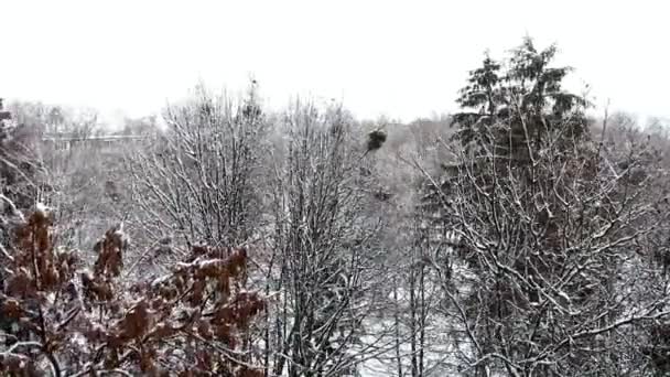 Cime Degli Alberi Innevati Nel Parco Dondolando Forte Vento — Video Stock