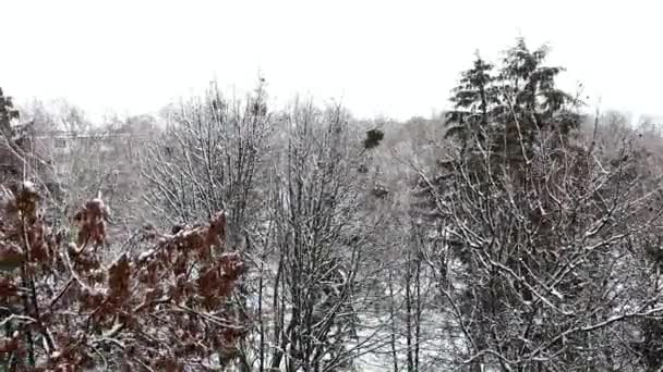 Vista Dall Alto Albero Deciduo Coperto Neve Che Oscilla Pesantemente — Video Stock