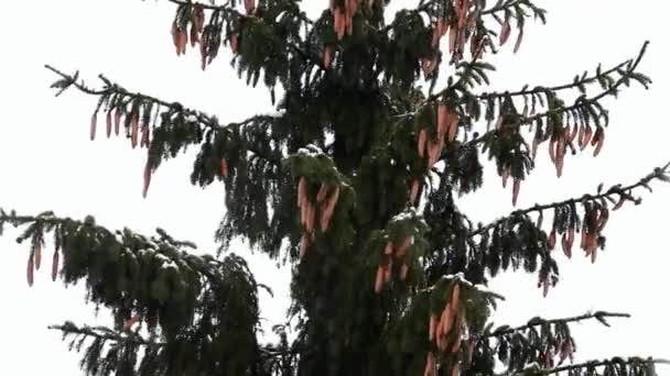 Ośnieżone Conifer Drzewo Górze Kołysze Się Silnego Wiatru — Wideo stockowe