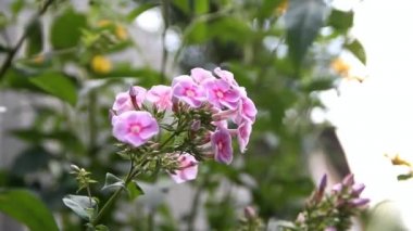 rüzgarda sallanan pembe phlox metelchastogo Şubesi