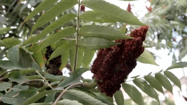 Inflorescencia Marrón Grande Arbusto Con Hojas Talladas — Vídeos de Stock