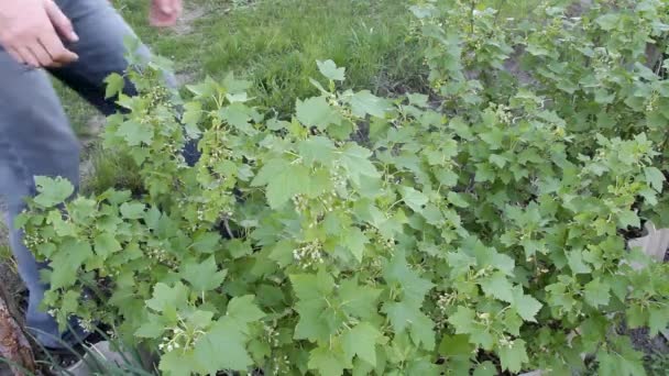 Manliga Jordbrukare Går Över Till Blommande Vinbärsbuske Och Lutar Sig — Stockvideo