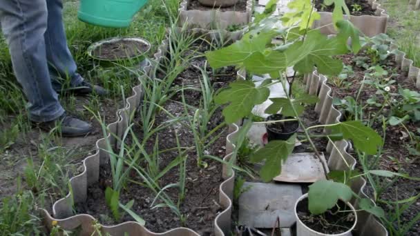 Hombre Agricultor Regar Una Cama Jardín Con Ajo Una Regadera — Vídeo de stock