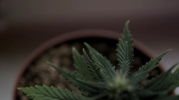 在花盆里生长的小大麻植物的顶视图 — 图库视频影像