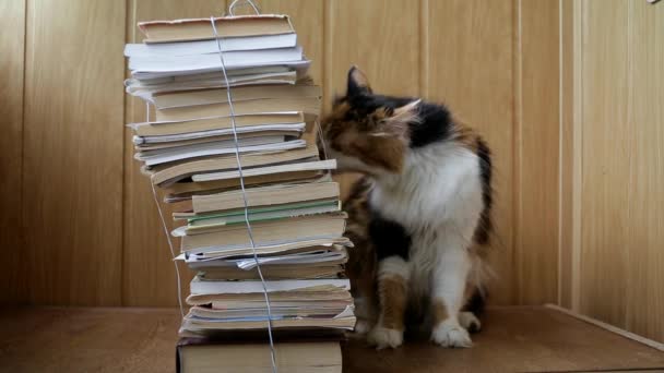 Dreifarbige Katze Schnüffelt Einem Bücherstapel Der Auf Einem Regal Steht — Stockvideo