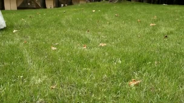 Legs of a young couple in wedding clothes that go on the green grass — Stock Video