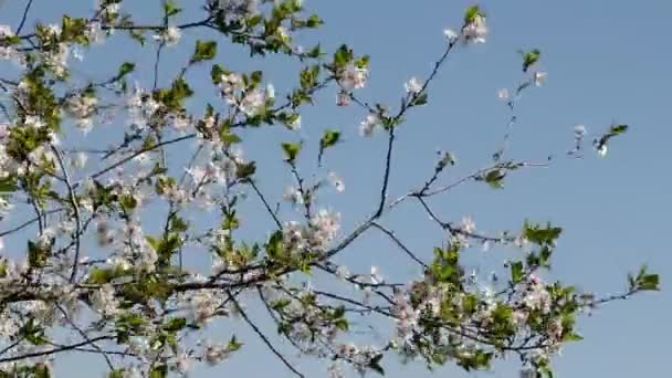 Bloei Pruimen Wuivende Takken Tegen Blauwe Hemel — Stockvideo