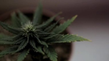 Kenevir bush görünümü pottop