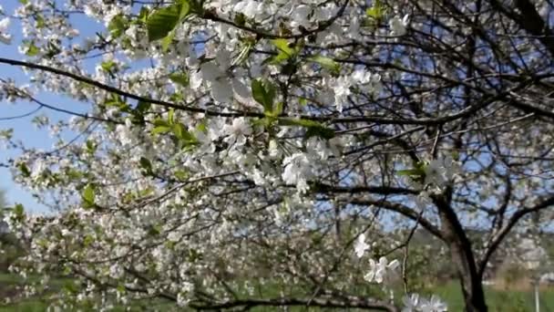 Flowering Plum Tree Abandoned Garden — Stock Video