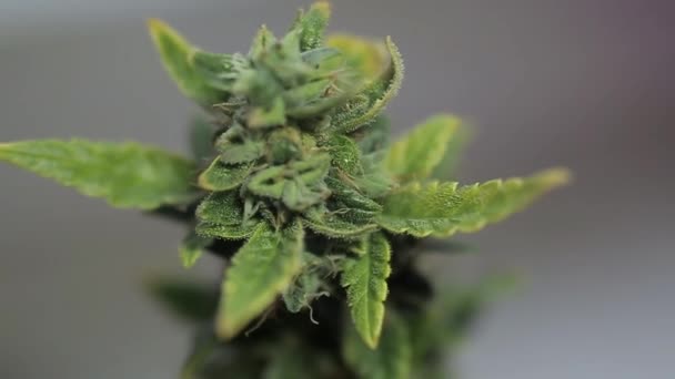 Uzavřete Cannabis Prýtová plán na bílém pozadí — Stock video