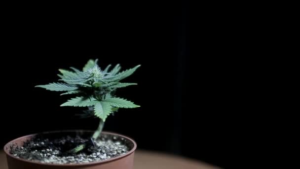 Un rayo de luz en una habitación oscura ilumina un pequeño brote de cannabis en una olla — Vídeos de Stock