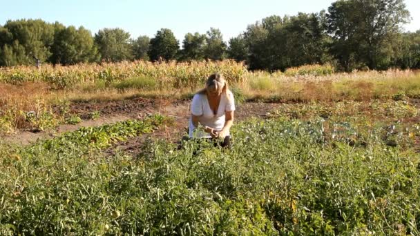 Ευρωπαϊκή ξανθιά γυναίκα ψάχνει για ντομάτες μεταξύ των θάμνων — Αρχείο Βίντεο