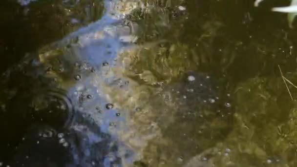 Cielo azzurro e alberi riflessi in un lago infuria — Video Stock