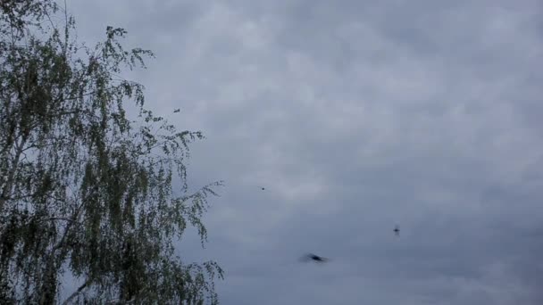 Zwaluwen vliegen tegen de grijze sombere hemel — Stockvideo