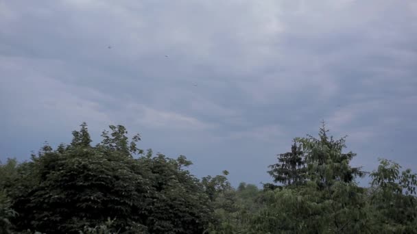 hirondelles volent autour des cimes des arbres verts luxuriants 