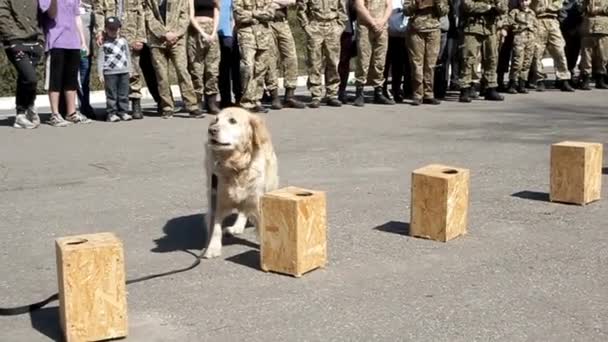 Perro blanco entrenado en la plaza entre las personas que realizan las tareas de un policía — Vídeos de Stock
