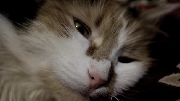 Het Hoofd Van Een Driekleurige Kat Ligt Opent Zijn Ogen — Stockvideo