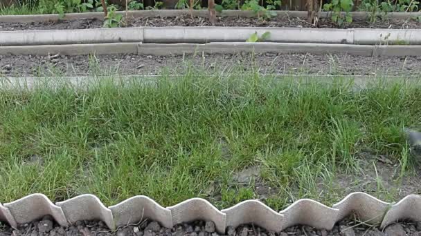 Pernas masculinas de um agricultor passam entre camas com mudas — Vídeo de Stock