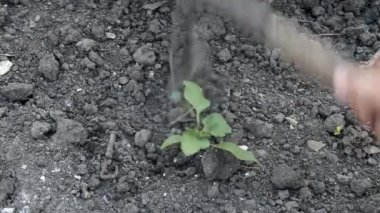 mens eller bahçede toprak gevşetin, yakın plan